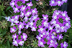 Lanai Compact Twister Purple Verbena (Verbena 'Lanai Compact Twister Purple') at Stonegate Gardens