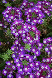 Lanai Cyclops Purple Verbena (Verbena 'Lanai Cyclops Purple') at Stonegate Gardens