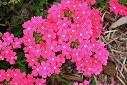Lanai Deep Pink Verbena (Verbena 'Lanai Deep Pink') at Stonegate Gardens