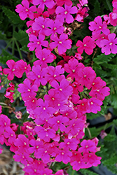 Lanai Neon Rose Verbena (Verbena 'Lanai Neon Rose') at Stonegate Gardens