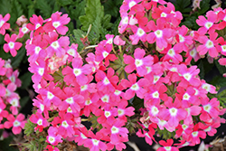 Lanai Pink Verbena (Verbena 'Lanai Pink') at Stonegate Gardens