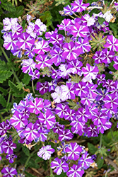 Lanai Purple Star Verbena (Verbena 'Lanai Purple Star') at Stonegate Gardens