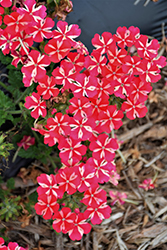 Lanai Red Star Verbena (Verbena 'Lanai Red Star') at Stonegate Gardens