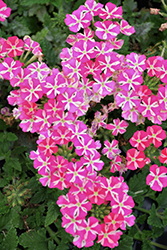 Voodoo Pink Star Verbena (Verbena 'Voodoo Pink Star') at Stonegate Gardens