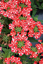 Voodoo Red Star Verbena (Verbena 'Voodoo Red Star') at Stonegate Gardens