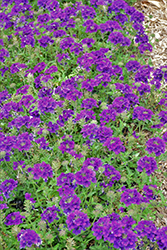 Samira Deep Blue Verbena (Verbena x peruviana 'Samira Deep Blue') at A Very Successful Garden Center