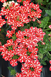 Samira Deep Red Star Verbena (Verbena x peruviana 'Samira Deep Red Star') at Stonegate Gardens