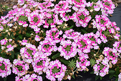Vanessa Bicolor Pink Verbena (Verbena 'Vanessa Bicolor Pink') at Stonegate Gardens