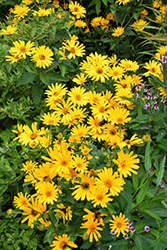 Prima Ballerina False Sunflower (Heliopsis helianthoides 'Prima Ballerina') at A Very Successful Garden Center