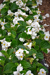 Tophat White Begonia (Begonia 'Tophat White') at Stonegate Gardens