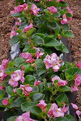 Tophat Pink Begonia (Begonia 'Tophat Pink') at Stonegate Gardens