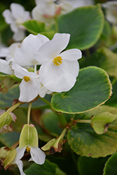 Volumia White Begonia (Begonia 'Volumia White') at Stonegate Gardens