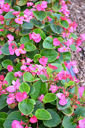 Volumia Pink Begonia (Begonia 'Volumia Pink') at Stonegate Gardens