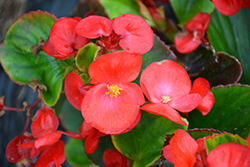 Topspin Scarlet Begonia (Begonia 'Topspin Scarlet') at Stonegate Gardens