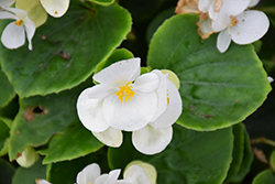 Bada Bing White Begonia (Begonia 'Bada Bing White') at Stonegate Gardens