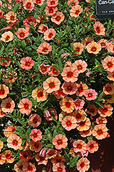 Can-Can Coral Reef Calibrachoa (Calibrachoa 'Can-Can Coral Reef') at Stonegate Gardens