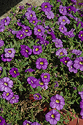 Noa Mega Violet Calibrachoa (Calibrachoa 'Noa Mega Violet') at Stonegate Gardens