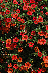 Can-Can Orange Calibrachoa (Calibrachoa 'Can-Can Orange') at Stonegate Gardens