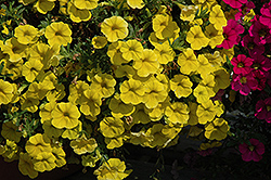 MiniFamous Deep Yellow Calibrachoa (Calibrachoa 'MiniFamous Deep Yellow') at Stonegate Gardens