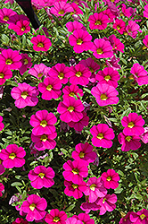 MiniFamous iGeneration Pink Calibrachoa (Calibrachoa 'MiniFamous iGeneration Pink') at Stonegate Gardens