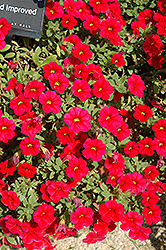 Noa Red Calibrachoa (Calibrachoa 'Noa Red') at Stonegate Gardens