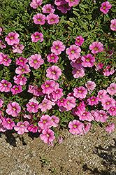 Noa Ultimate Pink Calibrachoa (Calibrachoa 'Noa Ultimate Pink') at Stonegate Gardens