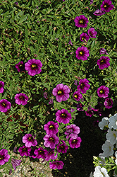 Noa Ultra Purple Calibrachoa (Calibrachoa 'Noa Ultra Purple') at Stonegate Gardens