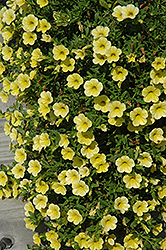 Million Bells Trailing Yellow Calibrachoa (Calibrachoa 'Million Bells Trailing Yellow') at Stonegate Gardens