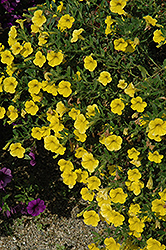 Callie Deep Yellow Calibrachoa (Calibrachoa 'Callie Deep Yellow') at Stonegate Gardens