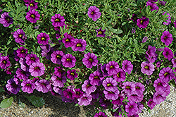 Callie Purple Calibrachoa (Calibrachoa 'Callie Purple') at Stonegate Gardens