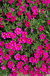 Callie Rose Calibrachoa (Calibrachoa 'Callie Rose') at Stonegate Gardens
