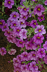 Aloha Purple Calibrachoa (Calibrachoa 'Aloha Purple') at Stonegate Gardens