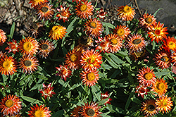 Sundaze Blaze Strawflower (Bracteantha bracteata 'Sundaze Blaze') at Stonegate Gardens