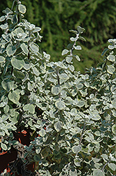 Silverstar Strawflower (Helichrysum 'Silverstar') at Stonegate Gardens