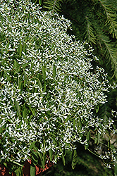 Gloria Euphorbia (Euphorbia 'Gloria') at Stonegate Gardens