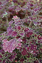 Inky Fingers Coleus (Solenostemon scutellarioides 'Inky Fingers') at Stonegate Gardens