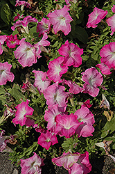 Limbo GP Pink Morn Petunia (Petunia 'Limbo GP Pink Morn') at Stonegate Gardens