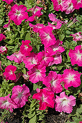 Limbo GP Rose Morn Petunia (Petunia 'Limbo GP Rose Morn') at Stonegate Gardens