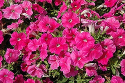 Pretty Flora Pink Petunia (Petunia 'Pretty Flora Pink') at Stonegate Gardens