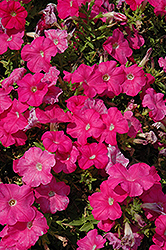 Mambo GP Pink Petunia (Petunia 'Mambo GP Pink') at Stonegate Gardens