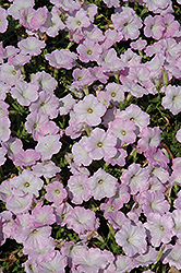 Trilogy Lavender Pink Petunia (Petunia 'Trilogy Lavender Pink') at Stonegate Gardens