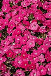 Trilogy Rose Petunia (Petunia 'Trilogy Rose') at Stonegate Gardens