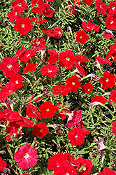 Trilogy Scarlet Petunia (Petunia 'Trilogy Scarlet') at Stonegate Gardens