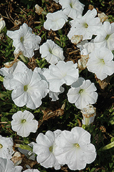 Trilogy White Petunia (Petunia 'Trilogy White') at Stonegate Gardens