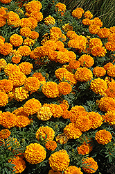 Taishan Orange Marigold (Tagetes erecta 'Taishan Orange') at Stonegate Gardens