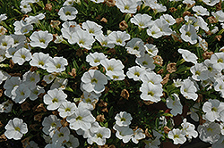 MiniFamous iGeneration White Calibrachoa (Calibrachoa 'MiniFamous iGeneration White') at Stonegate Gardens