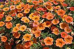 MiniFamous iGeneration Orange Calibrachoa (Calibrachoa 'MiniFamous iGeneration Orange') at Stonegate Gardens