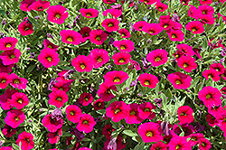 MiniFamous iGeneration Electric Purple Calibrachoa (Calibrachoa 'MiniFamous iGeneration Electric Purple') at A Very Successful Garden Center