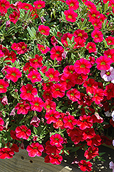 MiniFamous iGeneration Scarlet Calibrachoa (Calibrachoa 'MiniFamous iGeneration Scarlet') at Stonegate Gardens
