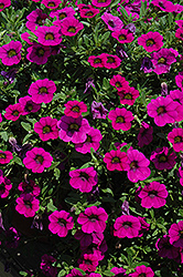 MiniFamous Purple Calibrachoa (Calibrachoa 'MiniFamous Purple') at Stonegate Gardens